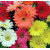 Gerbera
