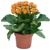 Kalanchoe, oranžová