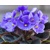 Africká fialka, modrá