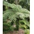 Cyathea australis