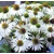 Echinacea purpurová Primadonna White (semená)
