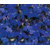 Lobelka drobná Marine blue (semená)