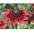 Rudbeckia srstnatá, cherry brandy (semená)