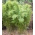Bambus Robusta ''Formidable Wenchuan''