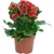 Kalanchoe, červená