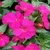 Netýkavka sultánska, ružová